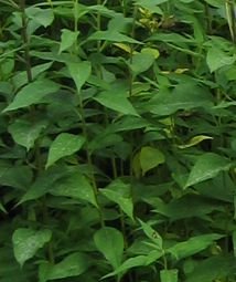 topinambur-tee-bio-topinambur-blatttee-aus-handverlesenen-schonend-getrockneten-blaettern
